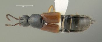 Media type: image;   Entomology 601713 Aspect: habitus dorsal view